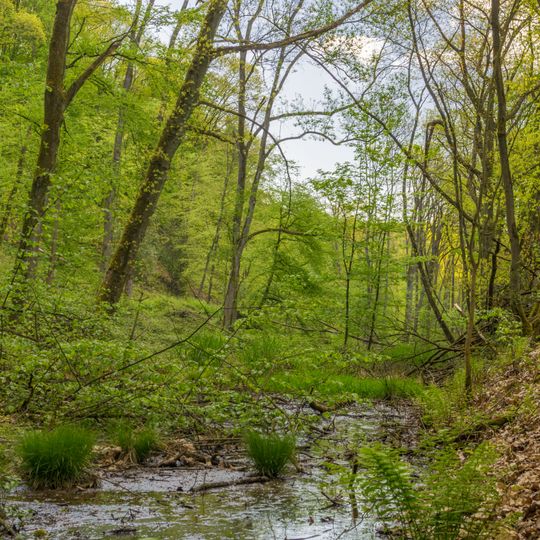 NSG Ruhrtalhang am Auberg