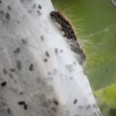 2003385 Hjälmseryd 7:1