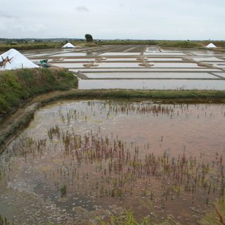 Guérande and Mès salt marshes