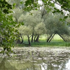 Rezerwat przyrody Dębno nad Wartą