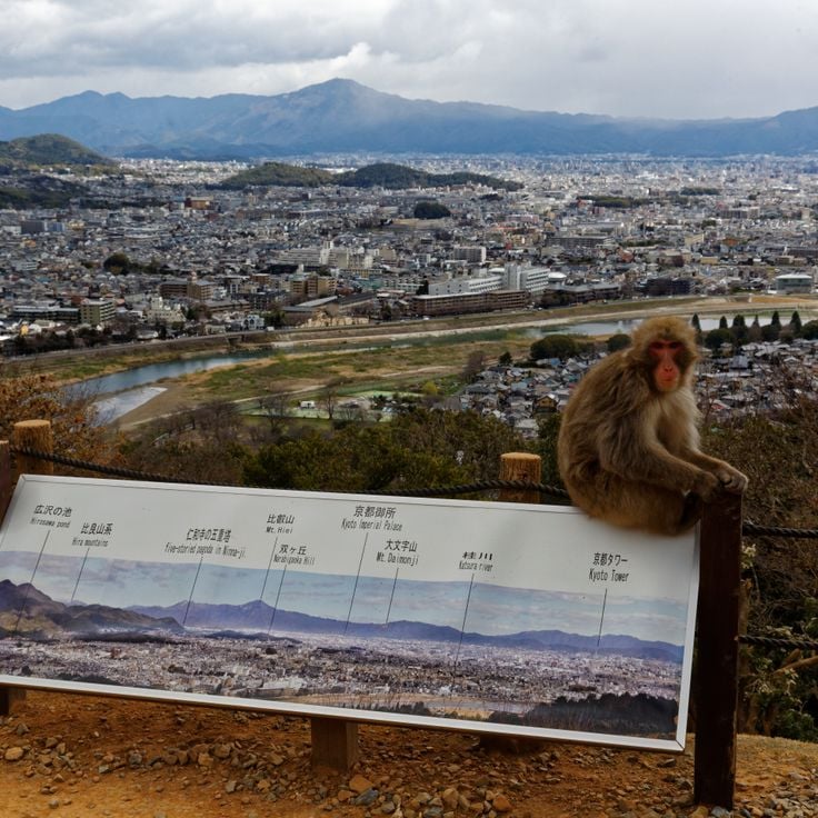 Parco delle Scimmie di Iwatayama