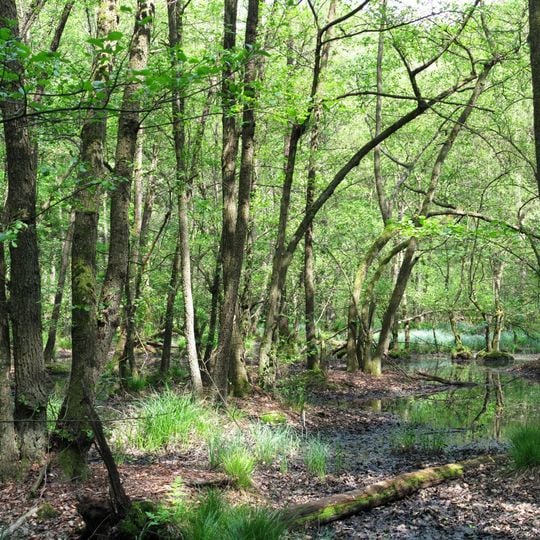Erlenbruchwald beim Lichteler Landturm