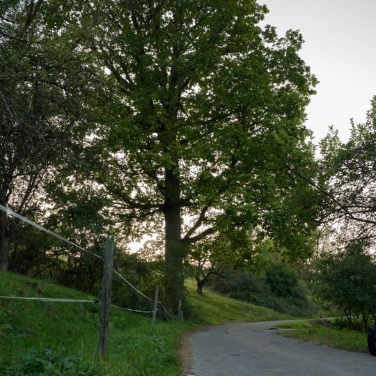 Stieleiche mit Quelle und Bachlauf