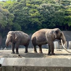 インドゾウ