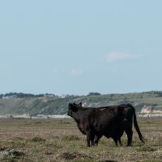Eskebjerg Vesterlyng