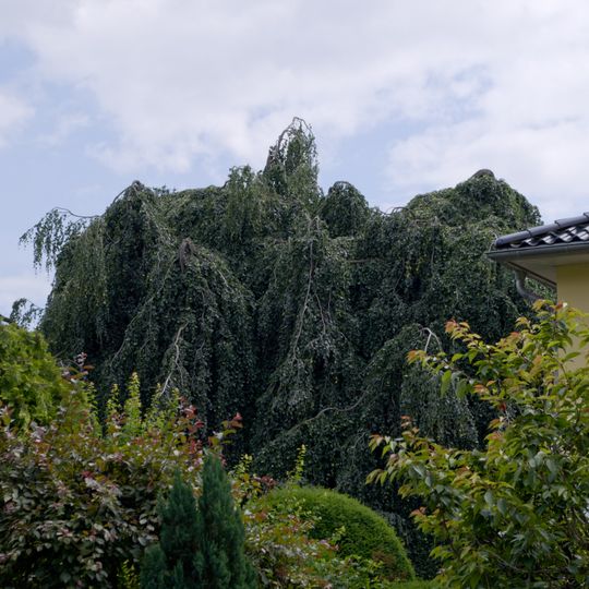 Grünlaubige Hänge-Buche Ulmenallee 4