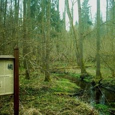 Rezerwat przyrody Dębowy Grąd