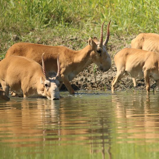 State Nature Reservat "Altyn Dala"