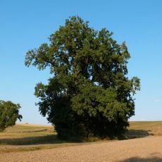 1 Stieleiche westlich Gerbertshofen