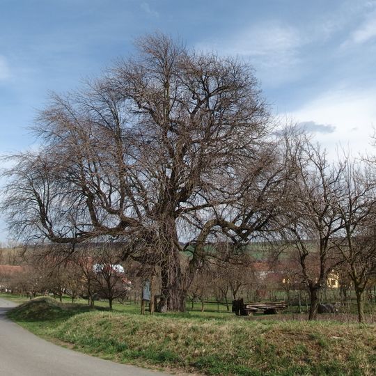 Hruška v Horním poli