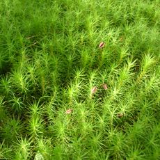 Vtenskyi nature reserve