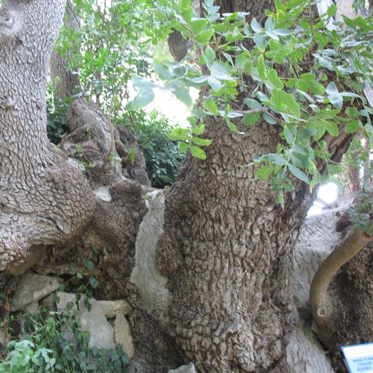 Pistacia of Nikitsky Botanical Garden