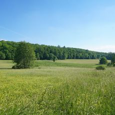 Feuchtbiotop Gutwiesen