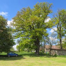 Naturdenkmal Eiche am Ensthof