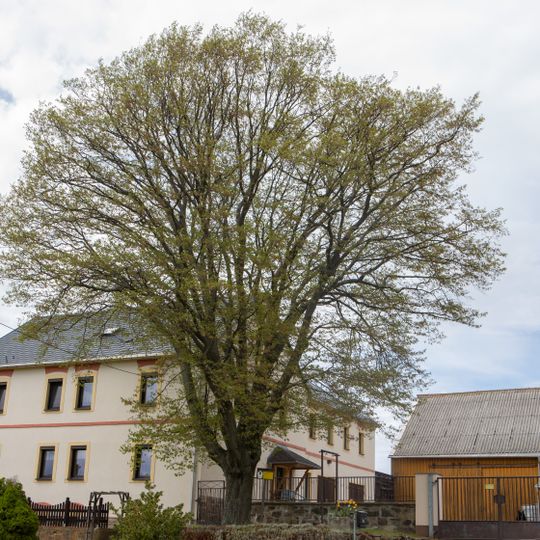 Carpinus betulus near Oberbobritzsch