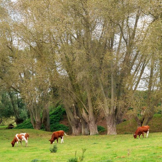 Motte féodale d'Ochtezeele