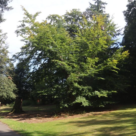 Buky na Vlčím kopci