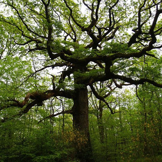Chêne des Hindrés