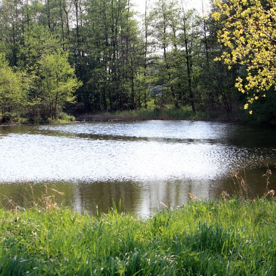 Graureiherkolonie bei Harsewinkel