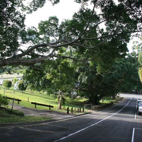 Eumundi War Memorial Trees
