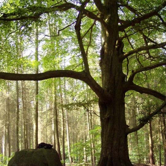 Dolmens of Cammin Forest