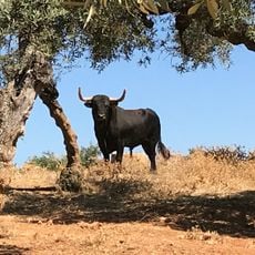 Les visites du campo bravo