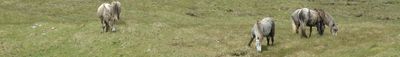 Panoramic View 1