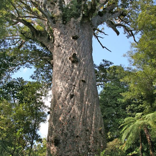 Tane Mahuta