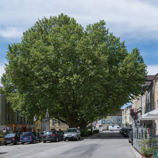 Zwei Platanen am Marktplatz