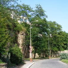 Gleditsia triacanthos