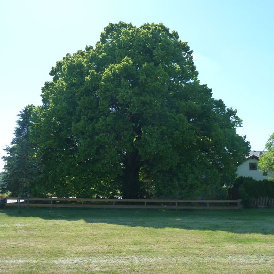 1 Linde beim Gasthaus in Nietheim