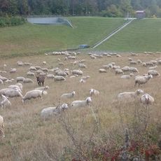 Hochwasserrückhaltebecken Betzwiesen