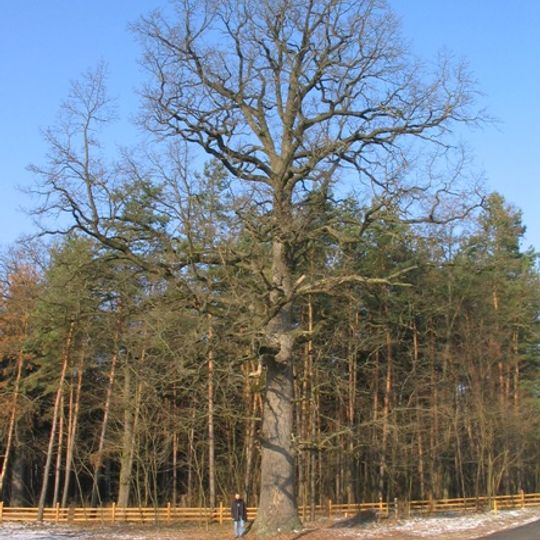 Khodosivskyi Quercus