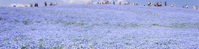 パノラマビュー 1