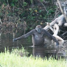 Nouabalé-Ndoki National Park