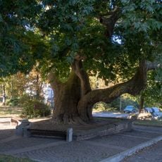 Old Platanus in Smolyan
