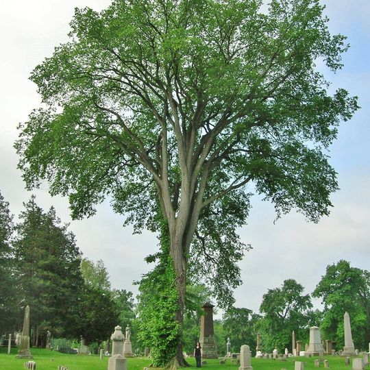 Spring Grove Cemetery