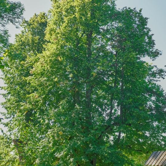 Grafenriedské lípy