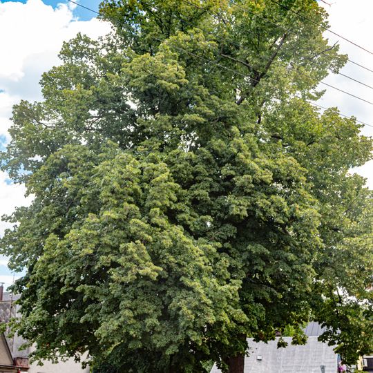 2 ks Lípa velkolistá