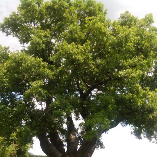 Centuries-old Oak