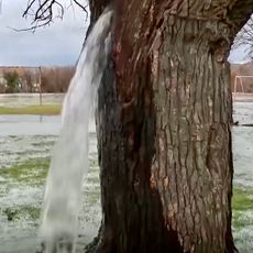 Dinoša mulberry tree