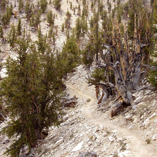 Ancient Bristlecone Pine Forest