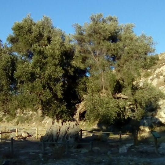 Oliva de Agua Amarga