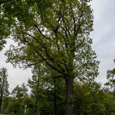 2 Eichen (Eichentor)