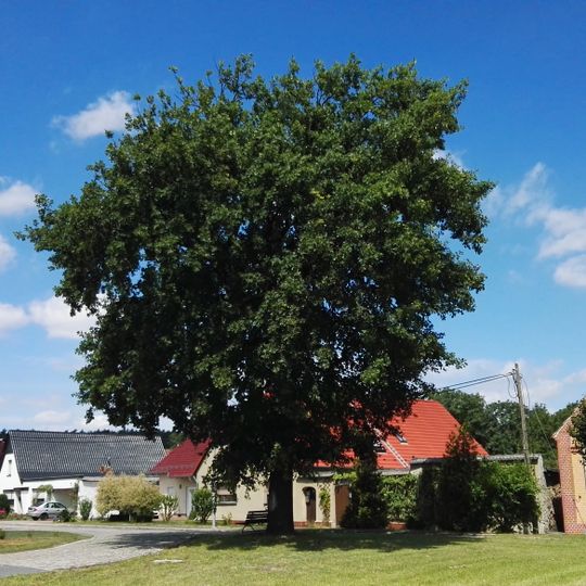 Stieleiche in Brieske-Dorf