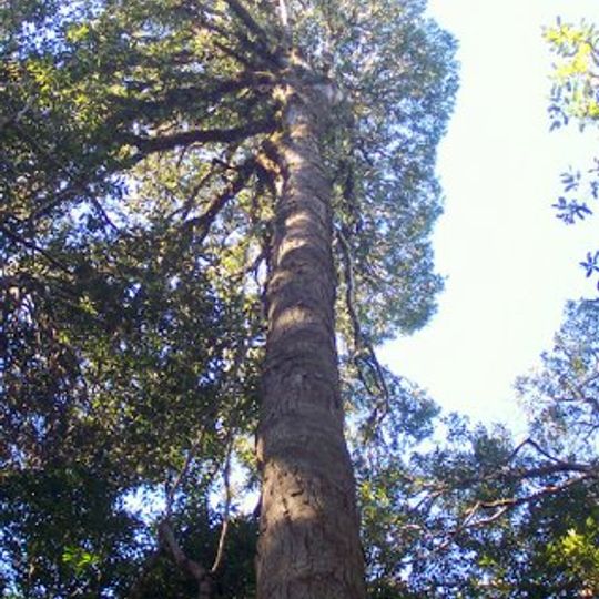 Fenwicks Scrub Flora Reserve