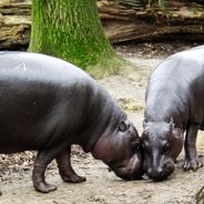 Exploring Liberia's hidden treasures