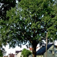 Naturdenkmal  [[Eichen|Eiche]]-[[Stieleiche]] (''Quercus robur'') Saspower Hauptstraße 38 in Saspow