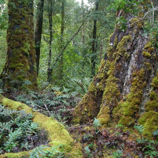 Tarkine