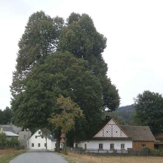 Lime tree in Krásné